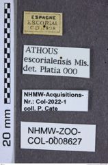 Etiketten zu Athous escorialensis (NHMW-ZOO-COL-0008627)